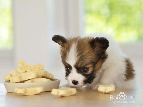 泰迪犬食欲不振是什么原因