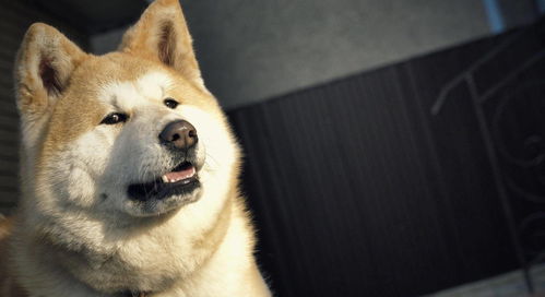 秋田犬和柴犬是哪个国家的