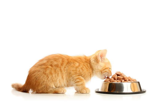 产后猫咪应该吃什么