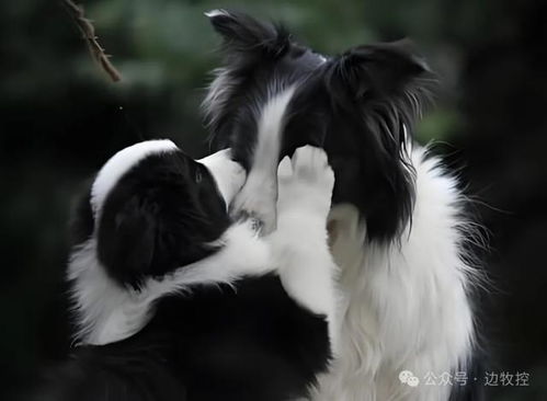 母狗绝育术后多久恢复