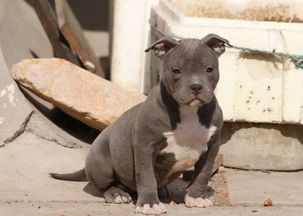 比特犬一般多重正常