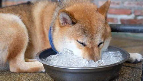 狗狗吃了拜耳之后正常吃饭吗