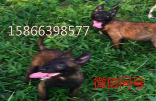 马犬各阶段体重