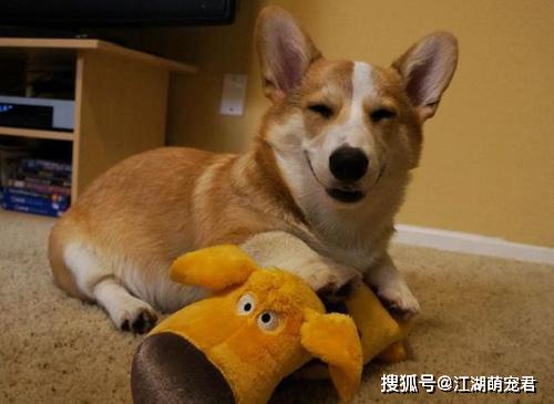 养柯基犬的好处和坏处