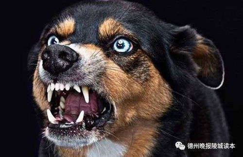 狗狗活多久可以排除狂犬病