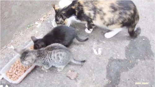 流浪猫 猫粮