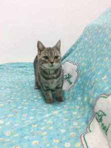 虎斑母猫多重