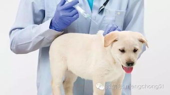 狗狗疫苗怎么看是否接种成功