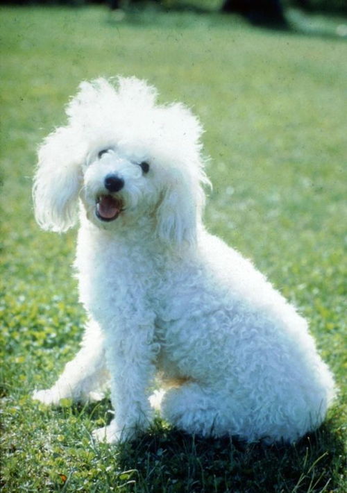 贵宾犬多久断奶