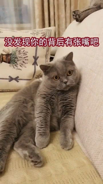 主人吓到猫了怎么办