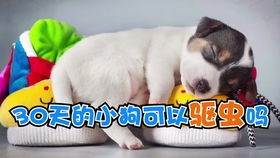 满月狗需要驱虫药吗