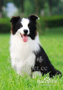 边牧幼犬吃啥