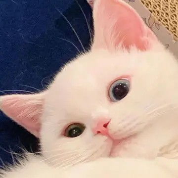 什么猫是白色而且还很可爱