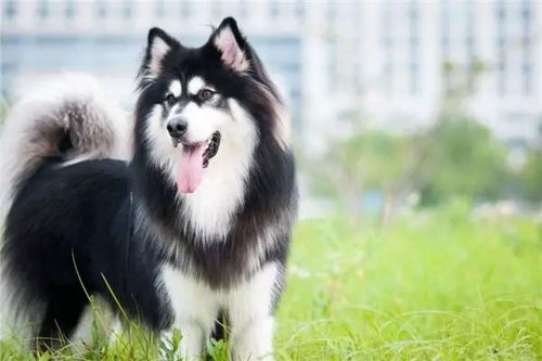 阿拉斯加犬对主人忠诚吗