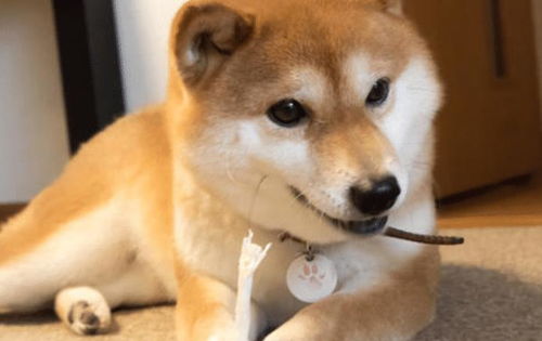 狗狗身上有腐烂的味道是怎么回事