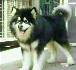 阿拉斯加雪橇犬有攻击性吗