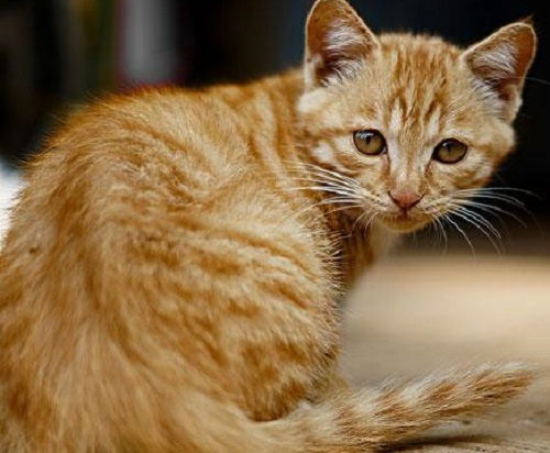 猫咪吃什么猫粮拉屎不臭