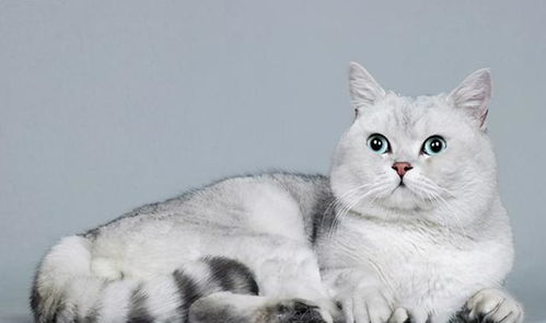 成年宠物猫体重