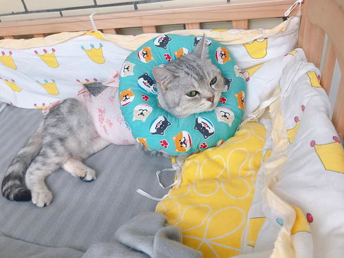 母猫绝育多久可以拿掉伊丽莎白圈