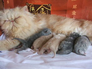 猫咪发情一次间隔多久