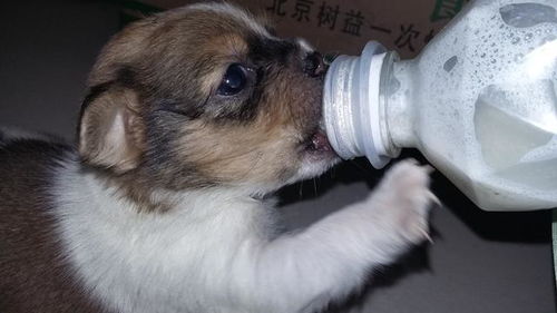 狗狗产后多久奶水充足
