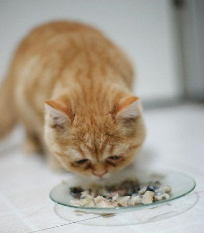 给猫吃什么食物好