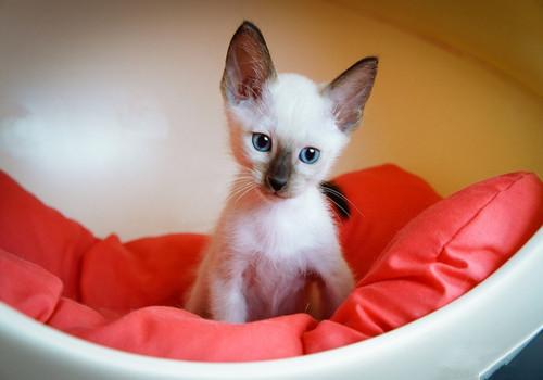 5个月大猫咪吃什么粮