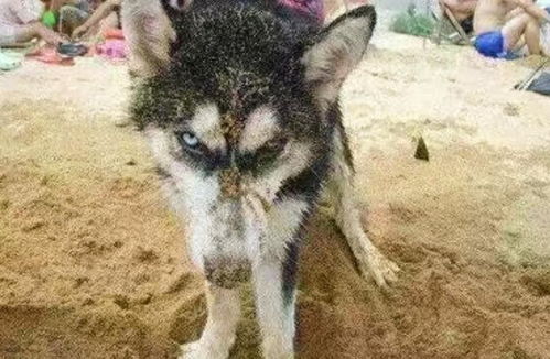 狗狗埋到土里多久就消失了