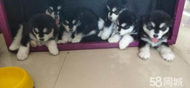 阿拉斯加幼犬毛色发黄