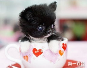 茶杯犬的寿命一般是多少年