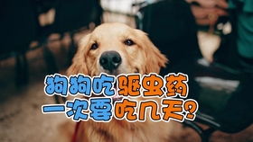 小狗驱虫药多久用一次