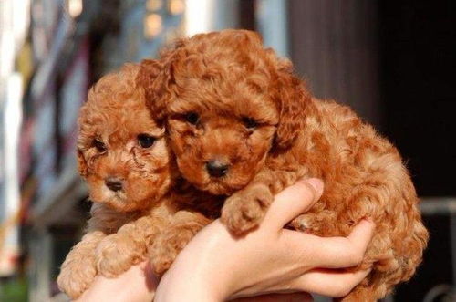 泰迪犬零食有哪些