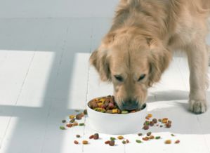 狗狗拉软便没有食欲怎么回事