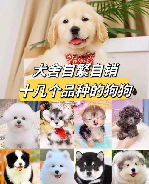 长沙买宠物的地方在哪里
