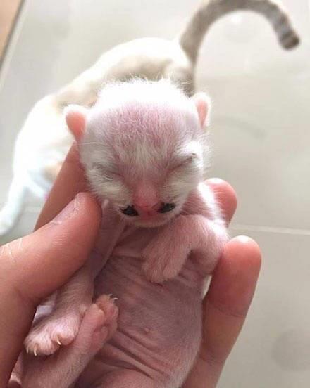 小猫多久可以出窝生宝宝