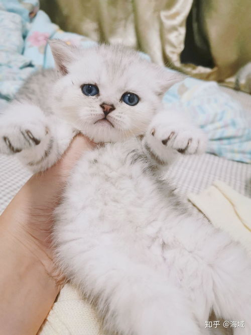 母猫会喂小猫到多大