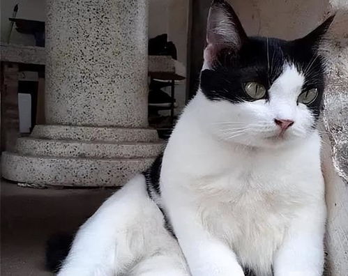 半岁的猫多少斤体重正常