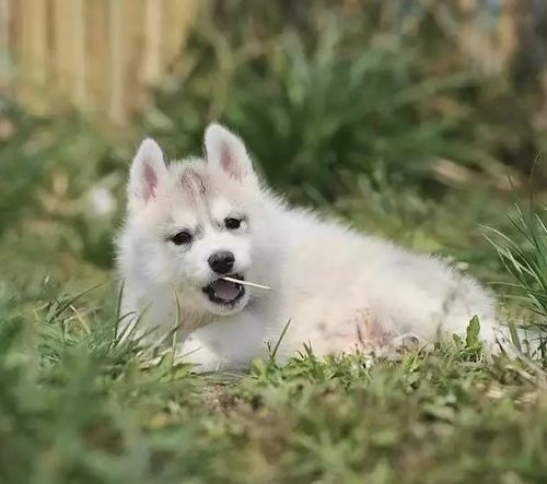 狗狗健康证明多少钱