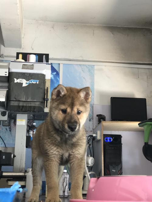 土狗多久成年长大