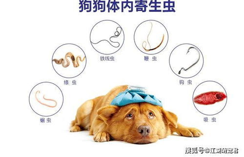 狗狗多长时间体内驱虫一次比较好-