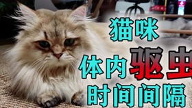 小猫多久开始体内驱虫