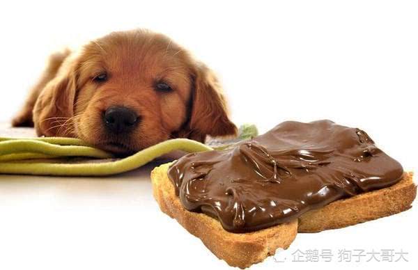 狗狗不能吃哪些东西-