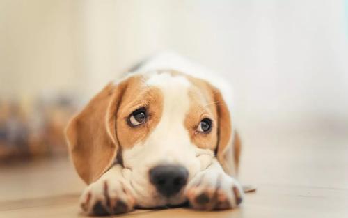 狗狗要注意什么病