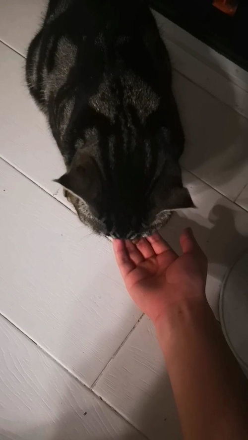 用手喂猫粮好吗