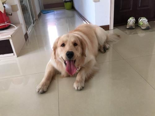金毛母犬正常身高体重