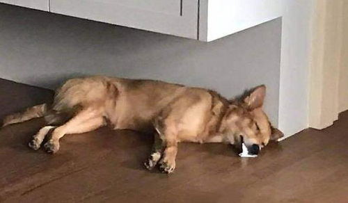 狗狗半夜反胃吐白沫怎么办