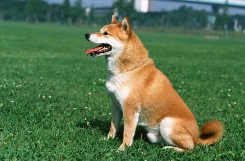 中国犬的品种