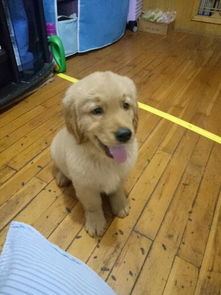 狗狗疫苗打屁股针多少钱