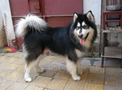 阿拉斯加犬为什么叫哈士奇