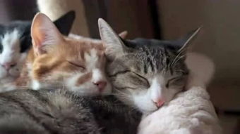 猫喜欢和人睡在一起